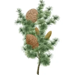 Carrière FrèresCèdre - Cedrus Atlantica                Palet Botanique