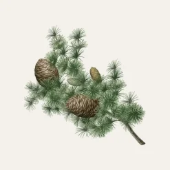 Carrière FrèresCèdre - Cedrus Atlantica                Bougie Parfumée