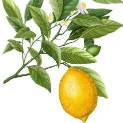 Carrière FrèresCitron de Syracuse - Citrus Syracusis                Bougie Parfumée
