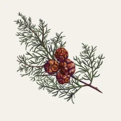 Carrière FrèresCyprès - Cupressus                Palet Botanique