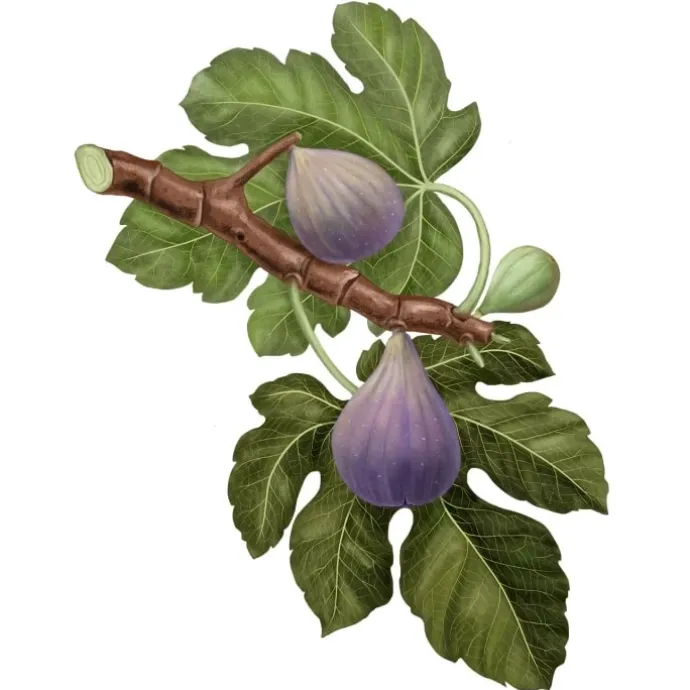 Carrière FrèresFiguier - Ficus Carica Bougie Parfumée