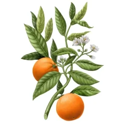 Carrière FrèresFleur d'Oranger Citrus Dulcis                Diffuseur