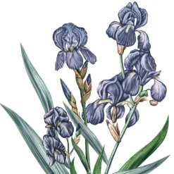 Carrière FrèresIris - Iris Pallida                Bougie Parfumée