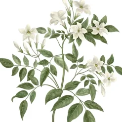 Carrière FrèresJasmin - Jasminum Officinale                Bougie Parfumée
