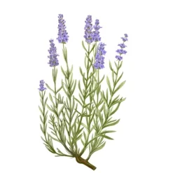 Carrière FrèresLavande - Lavandula Angustifolia                Bougie Parfumée