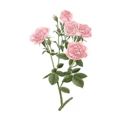 Carrière FrèresRose de Damas - Rosa Damascena                Palet Botanique