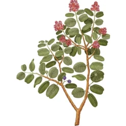 Carrière FrèresSantal - Santalum Album                Bougie Parfumée