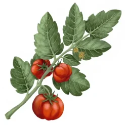 Carrière FrèresTomate - Lycopersicon Esculentum Bougie Parfumée