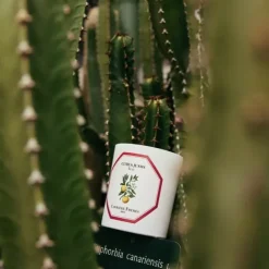 Carrière FrèresYuzu - Citrus Junos                Bougie Parfumée