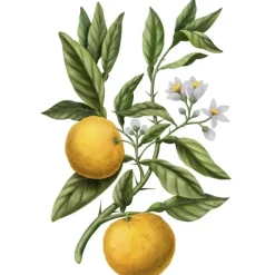 Carrière FrèresYuzu - Citrus Junos                Diffuseur de Parfum