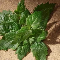 Dolce&GabbanaDevotion pour Homme                Eau de Parfum