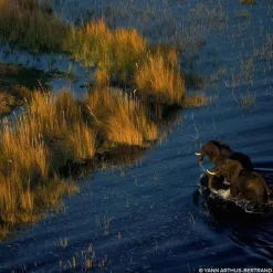 GUERLAINAqua Allegoria Forte Mandarine Basilic                Eau de Parfum