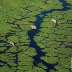 GUERLAINAqua Allegoria Orange Soleia                Eau de Toilette - Fin de Collection