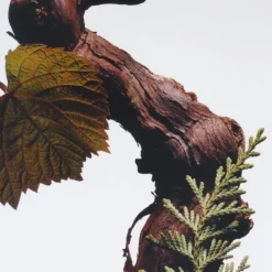 Jo MaloneCypress & Grapevine                Cologne Intense