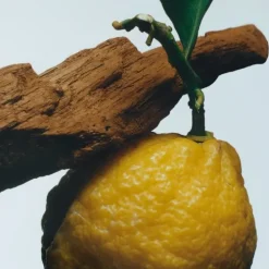 Jo MaloneOud & Bergamot                Cologne Intense