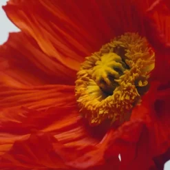 Jo MaloneScarlet Poppy                Cologne Intense