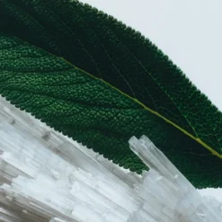 Jo MaloneWood Sage & Sea Salt                Cologne