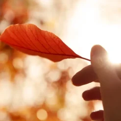 Maison MargielaREPLICA Autumn Vibes Eau de Toilette