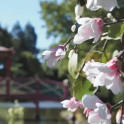 Maison MargielaREPLICA Springtime in a Park                Bougie Parfumée Florale Fraîche
