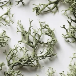 Ralph LaurenBig Pony                Eau de Toilette