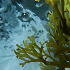 Urban KeratinOcean Therapy                Shampoing aux Algues