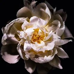 YVES SAINT LAURENTMon Paris                Eau de Toilette Lumière